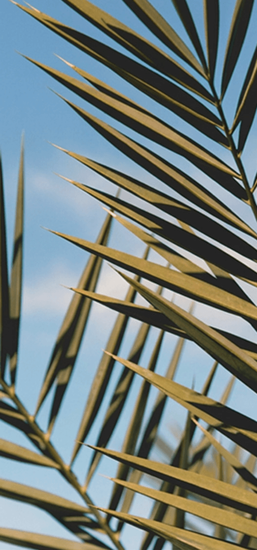 Tropical palm leaves against a blue sky